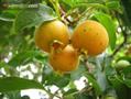 گابیرا